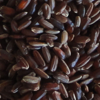 best rice sorter machine in india