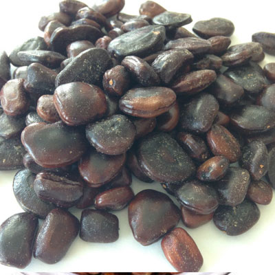 best rice sorter machine in india