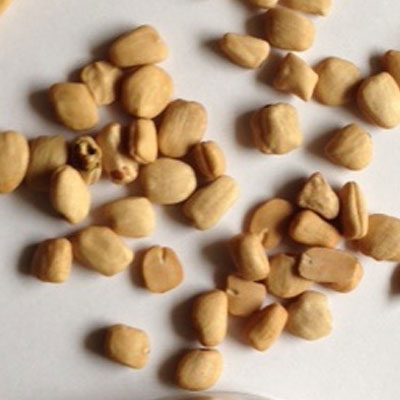 best rice sorter machine in india